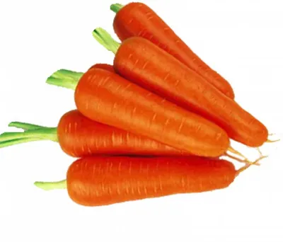 Купить Семена моркови \"Абако F1\" опт, розница доставка по России