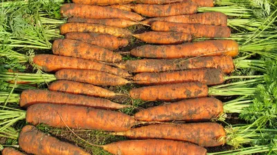 Морковь рисунок для детей - 54 фото