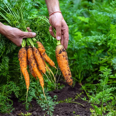 Пюре Gerber морковь для питания детей с 4-х месяцев 80г – купить в  Екатеринбурге с доставкой. Цена 114 ₽ в интернет-магазине МегаМаркет