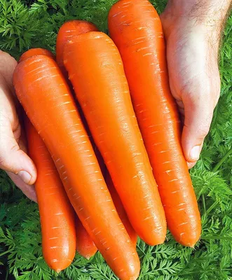 Купить семена Морковь Белочка F1 — от НПО Сады Росcии