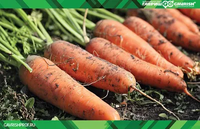 Морковь - купить с доставкой в Нижнем Тагиле в Перекрёстке