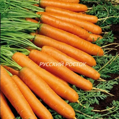 Молодая морковь с розмарином: рецепт Евгения Клопотенко