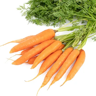 Морковь (род) — Википедия