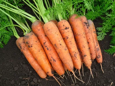 Морковь Тепличный 1кг *Социальный товар купить за 89 руб. с доставкой на  дом в интернет-магазине «Palladi» в Южно-Сахалинске