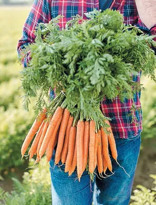 Морковь Боливар F1 (Clause) - купить семена из Франции оптом - АГРООПТ