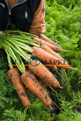 Морковь посевная — Википедия