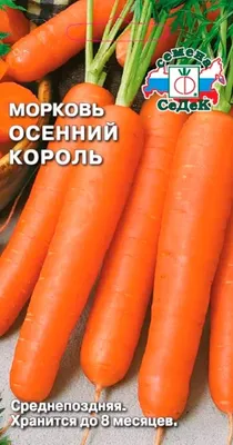 50 Фактов о Моркови | Интересные факты | Дзен