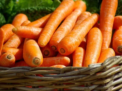 В Польше самая дорогая морковь, а в Украине она дешевеет быстрее всего -  обзор рынка моркови за октябрь 2018 года • EastFruit