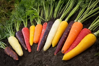 Названа морковь, от которой стоит держаться подальше | 16.04.2022, ИноСМИ