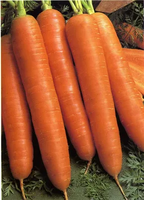 Морковь Королева осени (дражованное за 400 сем.) - купить в Украине —  интернет-магазин СолнцеСад
