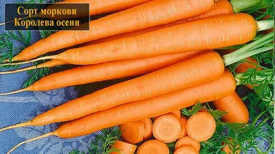 Семена овощей Дом семян морковь Королева Осени 1680 шт - купить в  Санкт-Петербурге, отзывы. ТД «Вимос»