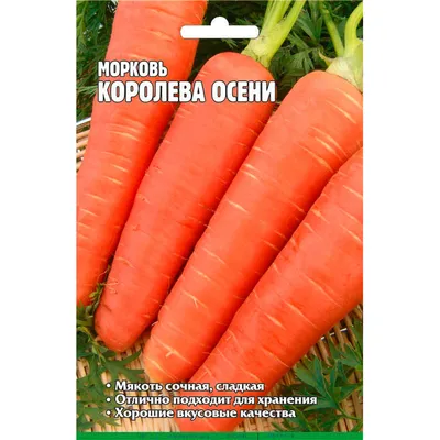 Морковь королева осени фото фото
