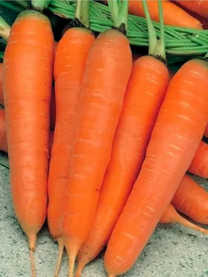 Морковь Королева Осени 8 м. купить оптом в Томске по цене 23,05 руб.
