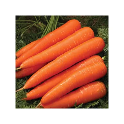 Морковь Королева Осени можно купить недорого с доставкой в питомнике  Любвитский