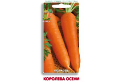 Морковь Королева осени весовая 0.5 кг Велес - купить по лучшей цене в  Днепропетровской области от компании \"Agroretail.com.ua\" - 1582959471