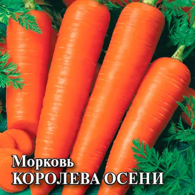 Купить Морковь Королева Осени 25 г недорого по цене 158руб.|Garden-zoo.ru