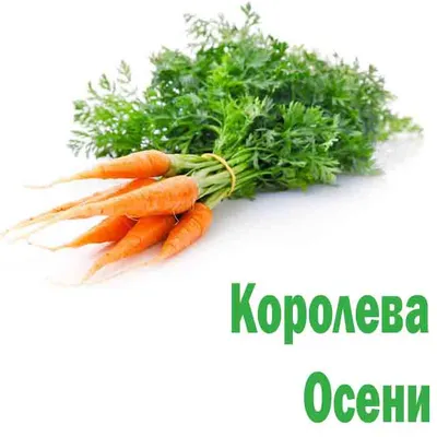 Семена моркови «Королева Осени» 15 г | от «Best Harvest»