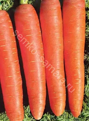 Морковь Королева Осени - описание, заказать весовые семена оптом