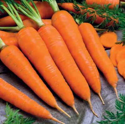 Морковь на ленте Королева осени, позднеспелая 8м (Аэлита) (10)