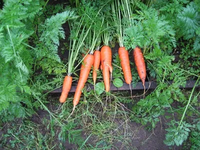 Морковь Королева осени семена 2г купить пакетированные семена моркови |  Питомник ВАСХНиЛ