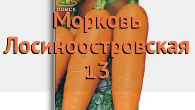 Семена морковь Семена от Октябрины Ганичкиной Лосиноостровская 13 119192 1  уп. - характеристики и описание на Мегамаркет