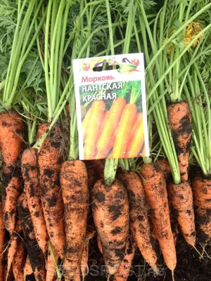 Морковь нантская фото фото
