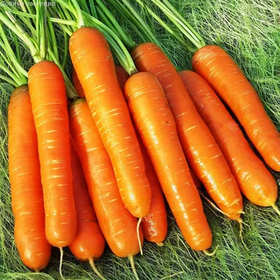 Морковь Нантская 4– заказать семена гавриш почтой