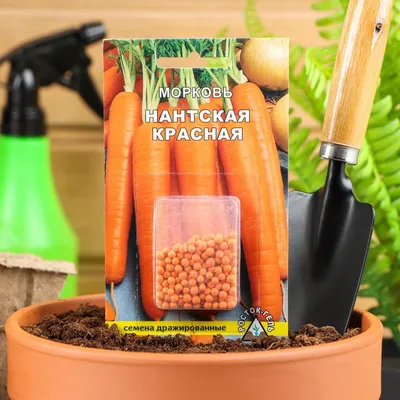 Морковь Нантская 4 (драже) 300 шт купить недорого в интернет-магазине  товаров для сада Бауцентр