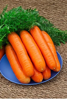 Морковь Нантская 4 4 г – купить семена по низкой цене в Беларуси