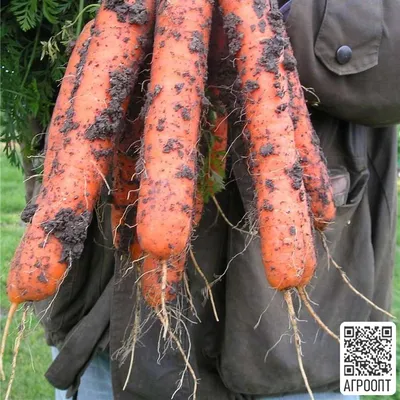 Морковь Самсон (Bejo) - купить семена из Голландии оптом - АГРООПТ
