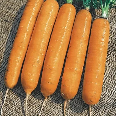Семена Семена Алтая Самсон морковь, 0,5 г - купить в Москве, цены на  Мегамаркет