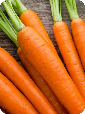 Купить семена Морковь Самсон Голландия (Гавриш), семена моркови в гранулах,  на ленте или россыпью в интернет-магазине Калинка.Маркет заказать почтой