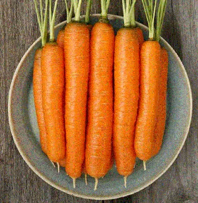Морковь Самсон (Самсон) можно купить недорого с доставкой в питомнике  Любвитский
