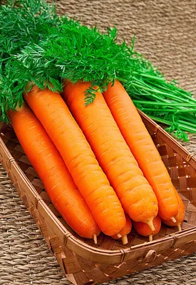 Семена моркови Самсон (ЭЛИТ) для всех типов почв в Москве – цены,  характеристики, отзывы
