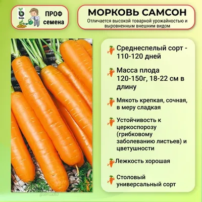 Семена Морковь \"Самсон, 0,5 гр - купить по выгодной цене на KALOMBO.RU