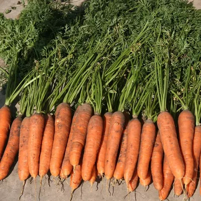 Купить семена Морковь САМСОН (1 гр) в магазине ГринПрофи Тольятти