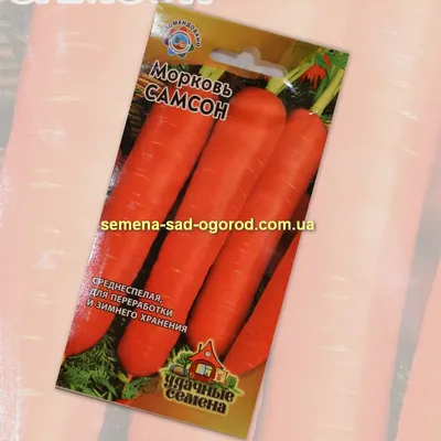 Морковь Bejo 87523995385_06-11-001 - купить по выгодным ценам в  интернет-магазине OZON (411932073)