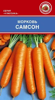 Семена моркови : Семена морковь Самсон