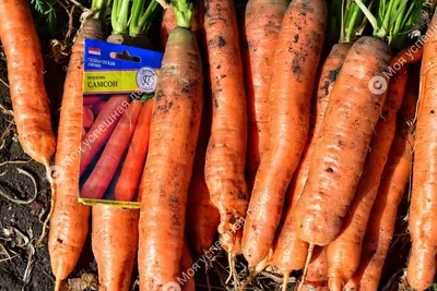 Морковь самсон фото фото