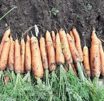 Семена Моркови ПОИСК Самсон (драже) 300 шт — цена в Оренбурге, купить в  интернет-магазине, характеристики и отзывы, фото