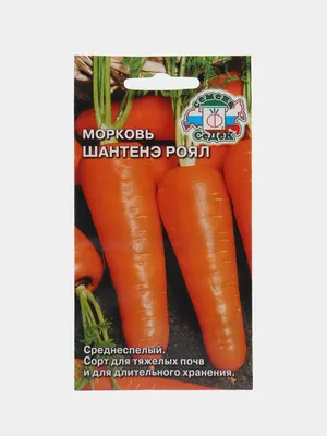 Морковь шантане фото фотографии