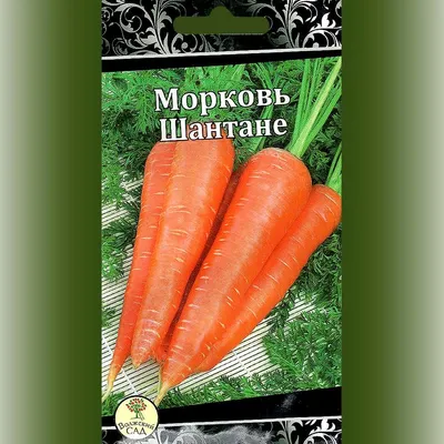 Морковь Шантане Роял Тимирязевский питомник 2 г — купить в Владимире в  Петровиче: цена за штуку, характеристики, фото