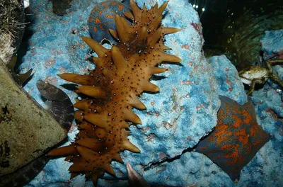Морской огурец: Так что же это такое на самом деле? | Пикабу