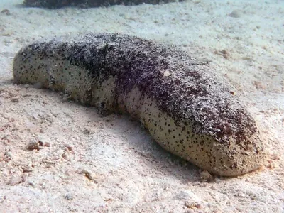 морской огурец стоковое изображение. изображение насчитывающей кожа -  215911983