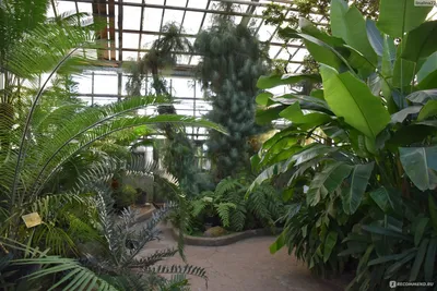 Ботанический сад | Москва | Культурный туризм