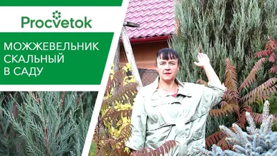 Можжевельник в ландшафтном дизайне по Москве и Московской области - YouTube