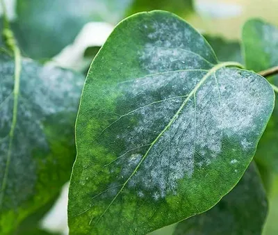 Настоящая мучнистая роса (Leveillula) (Powdery mildew) | Болезни томатов на  Огород.ru