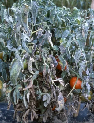 Мучнистая роса на помидорах фото фото