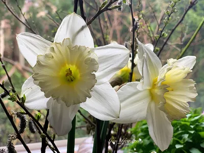 Нарциссы в саду – от солнца привет