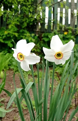 Первые весенние цветы тюльпаны и нарциссы на грядке в саду Stock Photo |  Adobe Stock